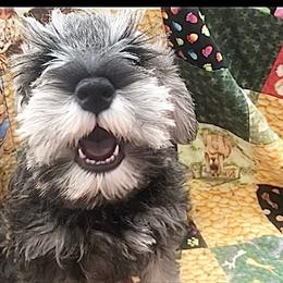 Miniature Schnauzer Puppies from MoonShadows Miniature Schnauzers
