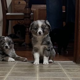Miniature Australian Shepherd Puppies from Broken T Australian Shepherds
