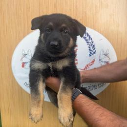 Girl 2  black-tan short coat 2,500 dollars - Black and tan female German Shepherd puppy in Hollis Center, Maine from Noble German Shepherds of Maine