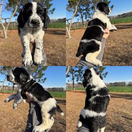 Black and white boy - Black and white male English Cocker Spaniel puppy in Millen, Georgia from Pine Hill Kennels