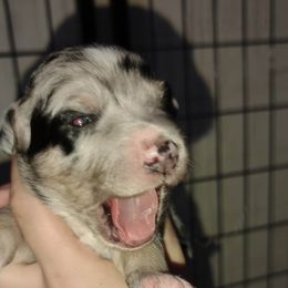 Australian Shepherd Puppies from Southern Boy Blues Aussies