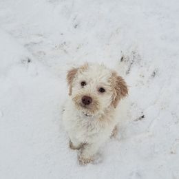 Lagotto Romagnolo Puppies from 1880 Lagotto