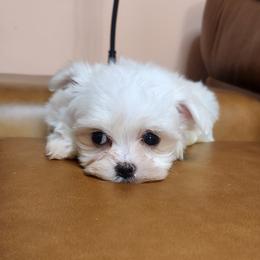 Maltese and Yorkshire Terrier Puppies from TLC Kennels TenderLittleCuties