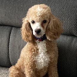 Beasley - Poodle
