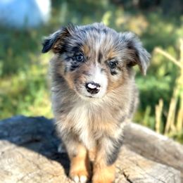 Kingsley Wren - Blue merle female Miniature American Shepherd puppy in Bayard, Nebraska from Puppies by Alies