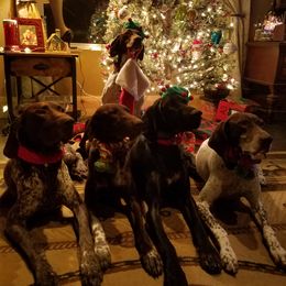 German Shorthaired Pointers from Siemer's German Shorthair Pointers