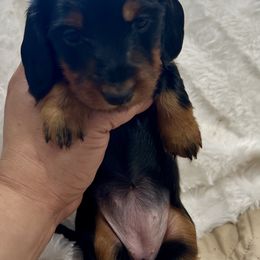 True - Black and tan female Dachshund puppy in Seattle, Washington from Sandstone Dachshunds