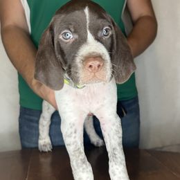 German Shorthaired Pointer Puppies from MCP Kennels