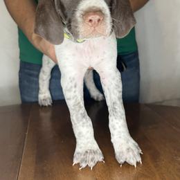 German Shorthaired Pointer Puppies from MCP Kennels
