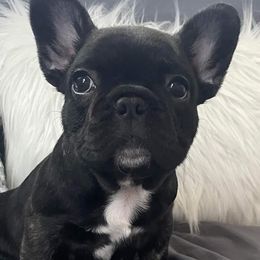 French Bulldogs from Ashley's French Bulldogs