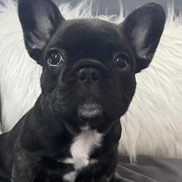 French Bulldogs from Ashley's French Bulldogs
