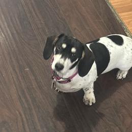 Penelope - Dachshund