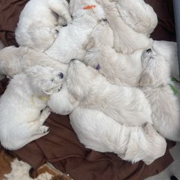Golden Retriever Puppies from Danehy Goldens