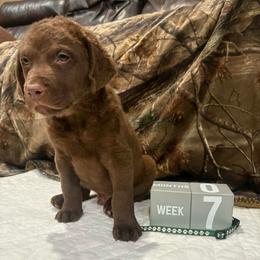 Green Dot - Brown male Chesapeake Bay Retriever puppy in Wisconsin Dells, Wisconsin from Kilbourn Chesapeakes