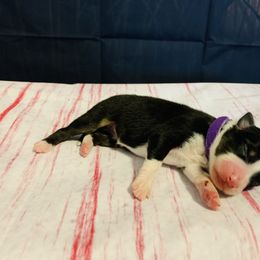 Australian Shepherd Puppies from REINVENTED.KENNELS