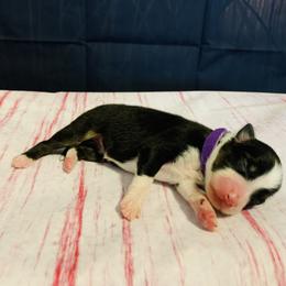 Australian Shepherd Puppies from REINVENTED.KENNELS