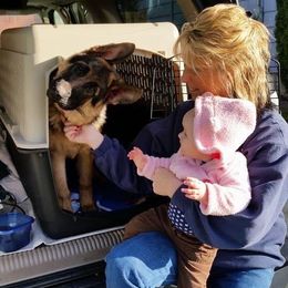 German Shepherd Puppies from von Nadar German Shepherds