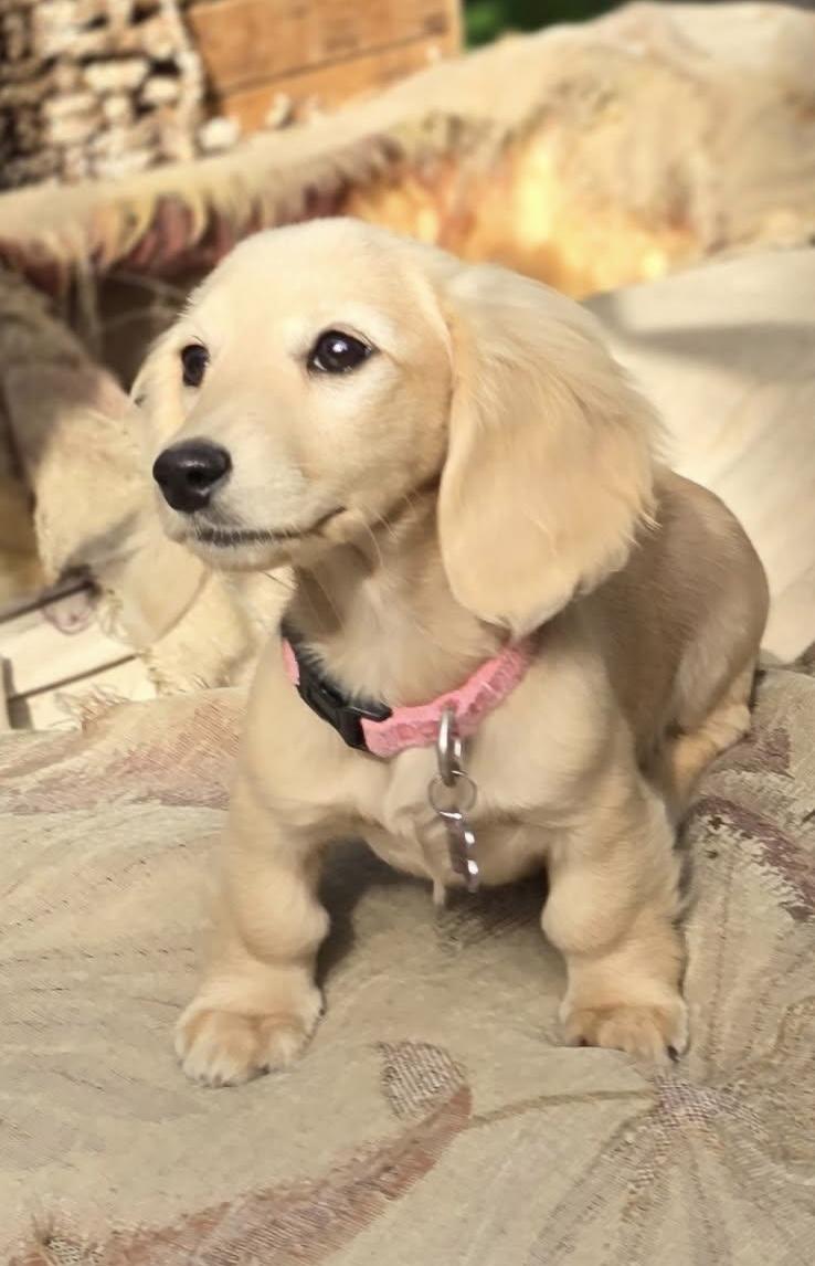 Lulu