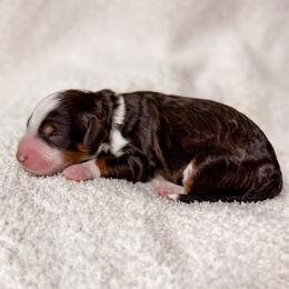 Everest - Brown male Bernedoodle puppy in Ammon, Idaho from Little Stone Bernedoodles