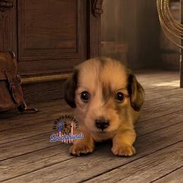 Atlas - Cream male Dachshund puppy in Waverly, Ohio from Always Faithful Dachshunds