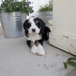 Cookies and Cream (black collar) - Tri-color male Bernedoodle puppy in Indianola, Utah from Little Bear Bernedoodles