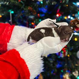 Blitzen - Parti female Goldendoodle puppy in Montgomery, Texas from Dacus Doodles