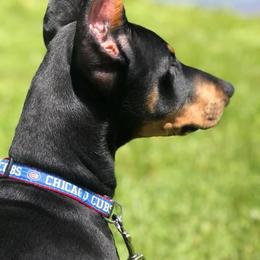 Doberman Pinscher Puppies from Jensen Dobermans