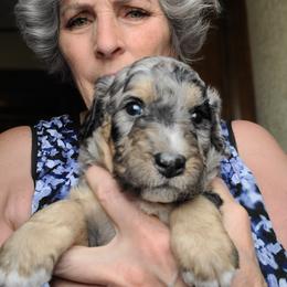 Linus-Gray - Blue merle male Bernedoodle puppy in Dugway, Utah from Luv4Bernedoodles