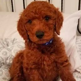 Bernedoodle, Goldendoodle, and Poodle Puppies from Wagging Tailz