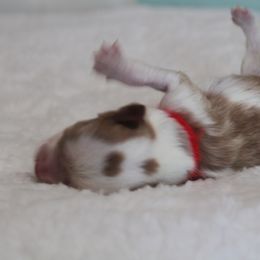 Jake - Blenheim male Cavalier King Charles Spaniel puppy in Leonard, Texas from Rising Star Kennels