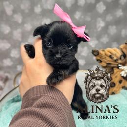 Anna - Black and tan female Yorkshire Terrier puppy in Moultrie, Georgia from Alina's Royal Yorkies