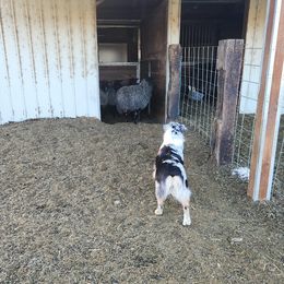 Australian Shepherd All Grown Up from Eventide Australian Shepherds