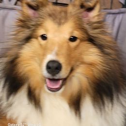 Charm - Shetland Sheepdog