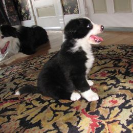 Border Collie Puppies from EOT Border Collies