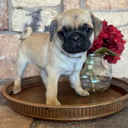 Gray collar - Fawn male Pug puppy in Tucson, Arizona from Furever Friends