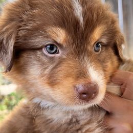Arlow - Red tri-color Australian Shepherd puppy in California from Aussmazing Aussies