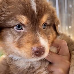 Arlow - Red tri-color Australian Shepherd puppy in California from Aussmazing Aussies