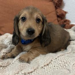 Jagger - Cream male Dachshund puppy in Mesa, Arizona from Ruby Desert Doxies