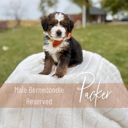 Packer - Sable male Bernedoodle puppy in Buda, Illinois from Hamilton Farm Doodles