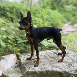 Twigs - Miniature Pinscher