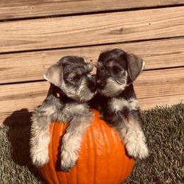 Miniature Schnauzer Puppies from Pierhaus Minature Schnauzers