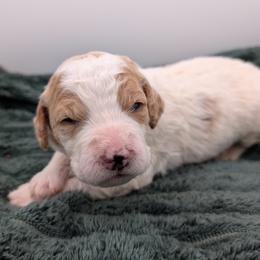 Pink - Parti female Goldendoodle puppy in Midland, North Carolina from Alger Farm, LLC