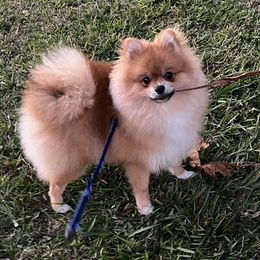 Pomeranians from DK DARLINGS