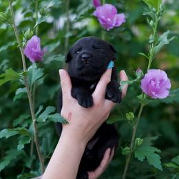 Dutch Shepherd Puppies from Oak Creek K9