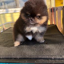Opal - Black and tan female Pomeranian puppy in Ector, Texas from BB Pomeranians