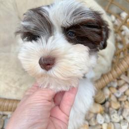 Leela - Parti female Miniature Schnauzer puppy in Calera, Alabama from Tuck’s Farmstead