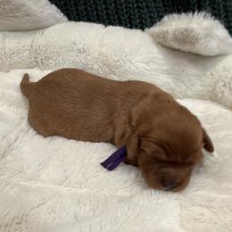 Cora - Ruby female Cavalier King Charles Spaniel puppy in Ocala, Florida from Ray of Sunshine Spaniels LLC