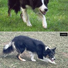 Border Collie Puppies from Julie Ziegler