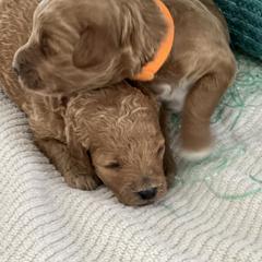 Labradoodle Puppies from Viewpoint Labradoodles