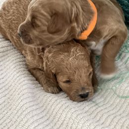 Labradoodle Puppies from Viewpoint Labradoodles